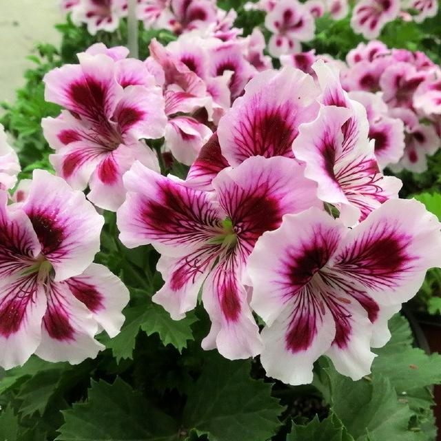 养好天竺葵关键在1点一年三季开花不停歇花儿又多又艳