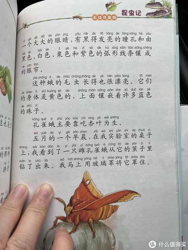 和娃一起读昆虫记之孔雀蛾