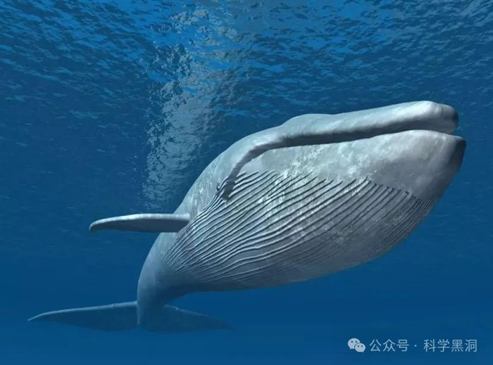 它们一般以鱼虾和浮游生物为食物,例如蓝鲸,灰鲸以及座头鲸等等