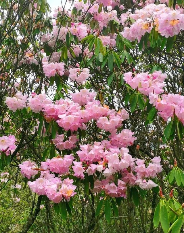 来江西这里看杜鹃花!