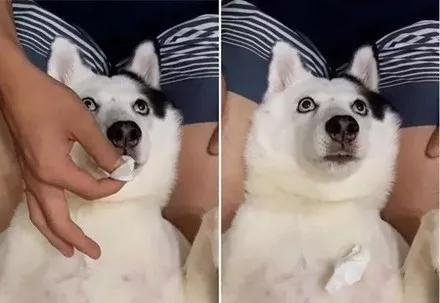 网友怀疑二哈的血统结果到泳池后哭笑不得了