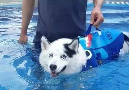 网友怀疑二哈的血统结果到泳池后哭笑不得了