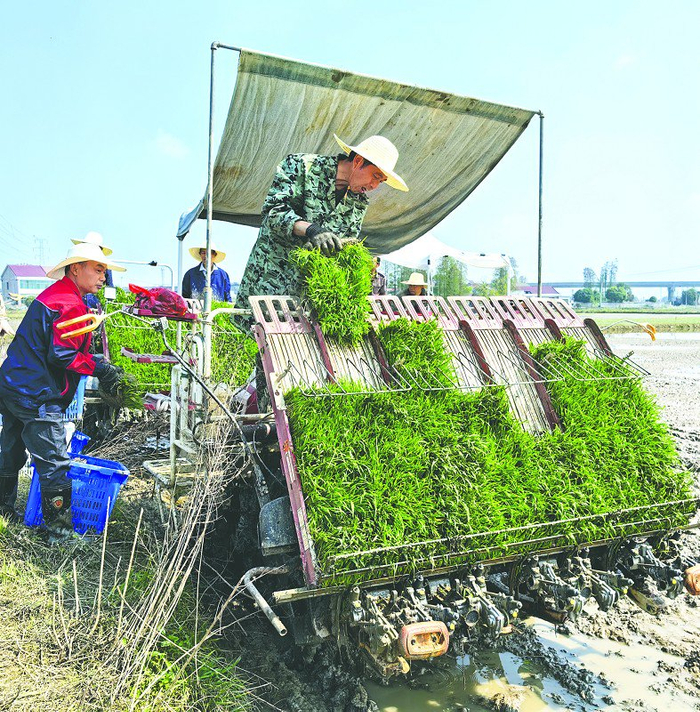 曹灿摄益阳日报全媒体讯(记者 曹灿 通讯员 李微 李成刚 崔佳欣)4月8
