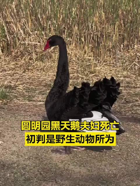 圆明园两只黑天鹅死亡疑是野生动物所为