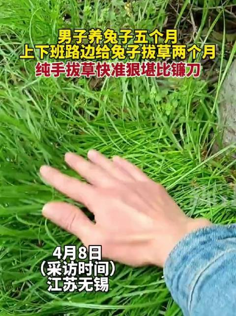 男子长期给兔子拔草纯手拔草快准狠堪比镰刀