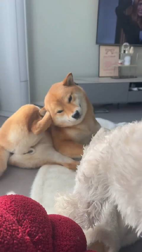 沉浸式掏耳朵掏完闻一闻