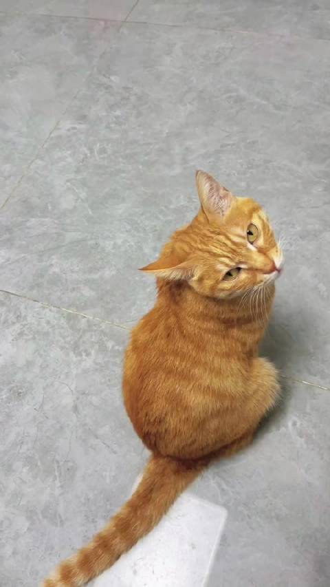 十只橘猫九只胖唯有我家这一只不胖也不瘦