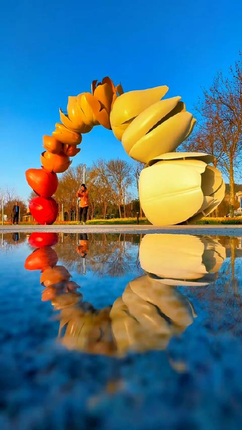 郁金香是春天最好的文案打卡烟台虞美人广场欣赏郁金香花海