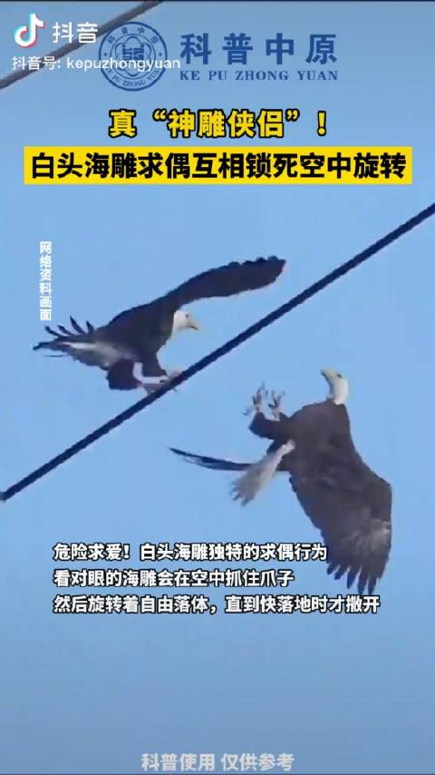 来看白头海雕独特的求偶行为看对眼的海雕会在空中抓住爪子