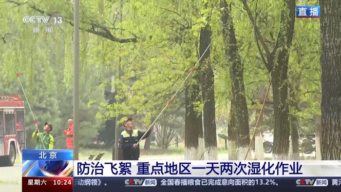 北方多地进入杨柳飞絮高发期如何科学治理