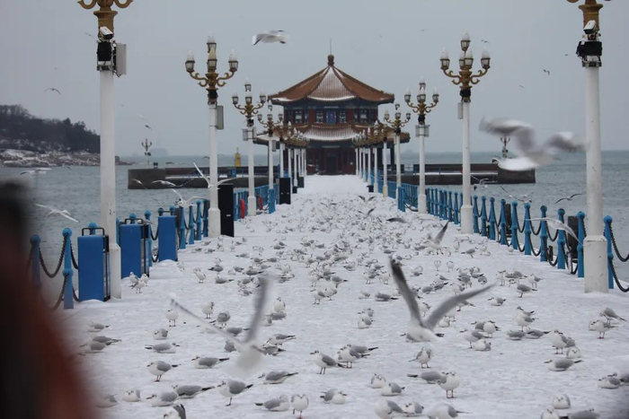 青岛栈桥成片成片的海鸥把所有人整不会了怎么还没走我光提着老面包送