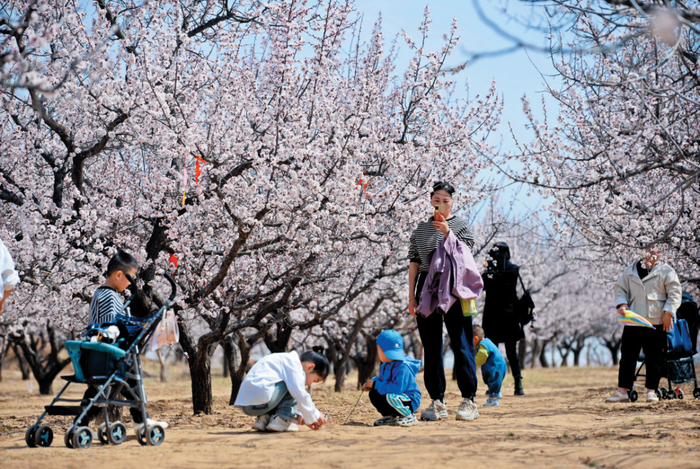 张存良摄五台县建安镇杏花盛开游人纷至沓来