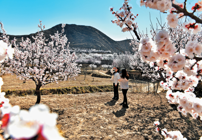 五台县建安镇杏花盛开游人纷至沓来.