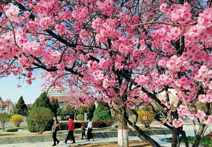 张存良摄五台县建安镇杏花盛开游人纷至沓来.