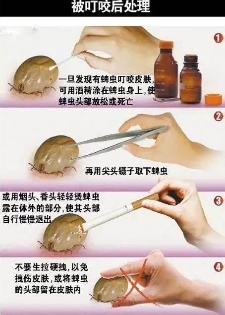 尽量不要接触蜱的体液,如不小心接触,及时做消毒处理.