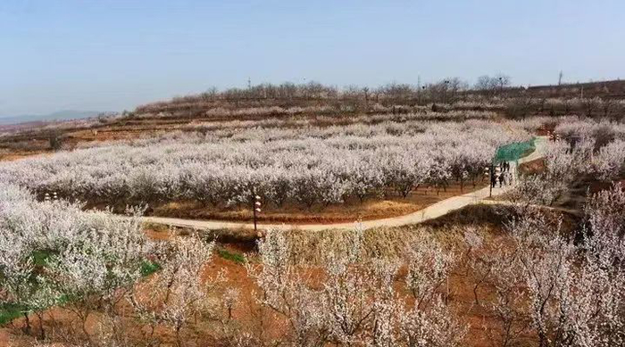 康养晋城 一路生花·阳城篇 | 绝美!这些地方全是花~|晋城市_新浪新闻
