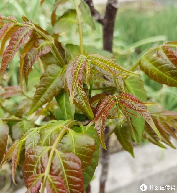 春天第一次吃香椿|香椿_新浪新闻