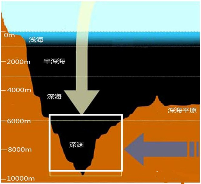新知|万米深海的海参长啥样?跟"奋斗者"探索神秘的海底世界