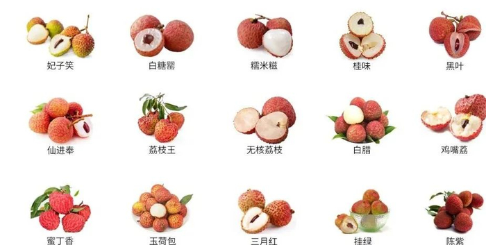 荔枝和龙眼杂交出来的新水果,苏东坡和你都想了解