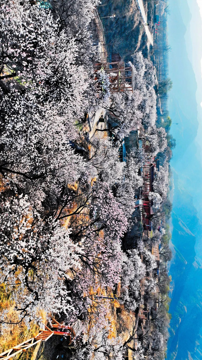 定襄县蒋村镇宽沟村杏花尽展春日浪漫.