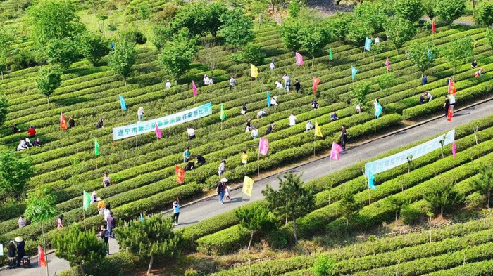 四川遂宁船山:一片茶叶串起"农文旅融合"产业链|文旅|四川省|遂宁市_
