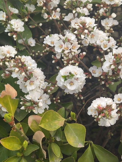 今日飞花令 花 小编先来:杨花榆荚无才思,惟解漫天作雪飞|杨花|才思