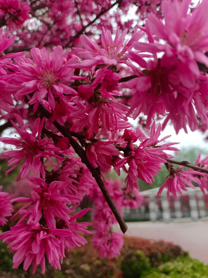 龙湖库区赏花地图带你走花路!|樱花_新浪新闻
