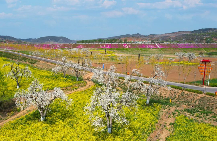 一起"趣"春游~~|釜山|油菜花_新浪新闻