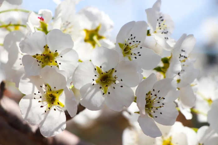 一起"趣"春游~~|釜山|油菜花_新浪新闻
