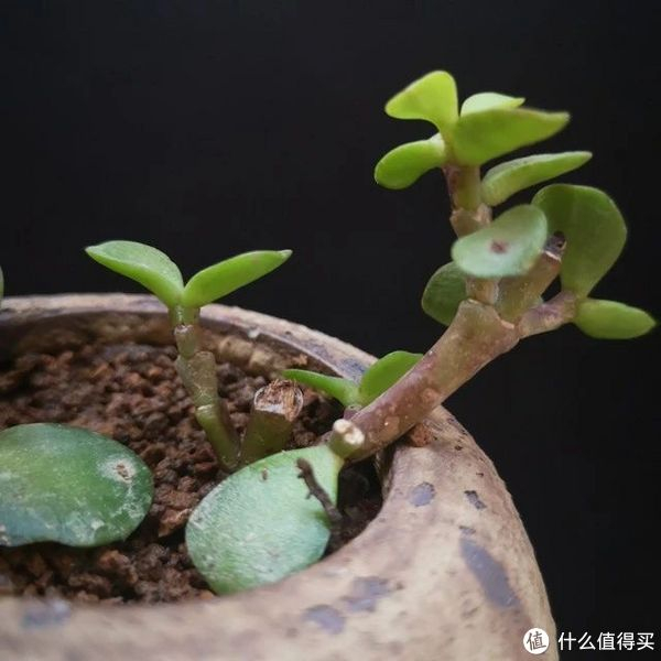 ①小苗的金枝玉叶,因为根弱一些,再加上处于生长期.