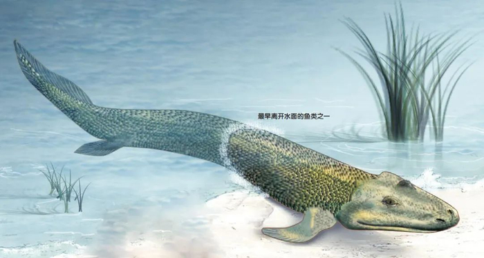 从最早的细胞的产生到动物骨骼的生成,再到恐龙体积变得庞大,捕食者