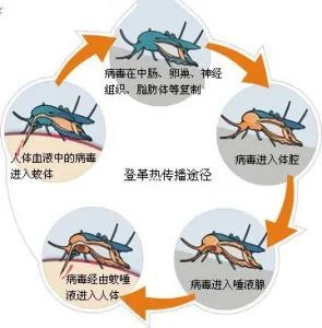 多国确诊超万例海关总署发布公告
