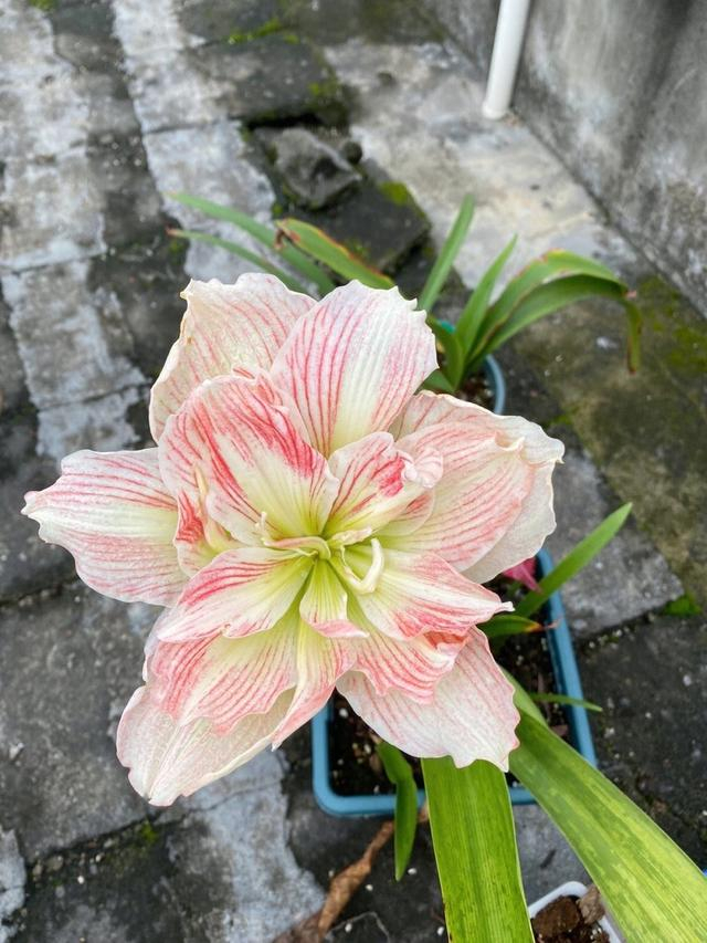 她养的朱顶红,一年开了3次花,3个种植技巧,值得分