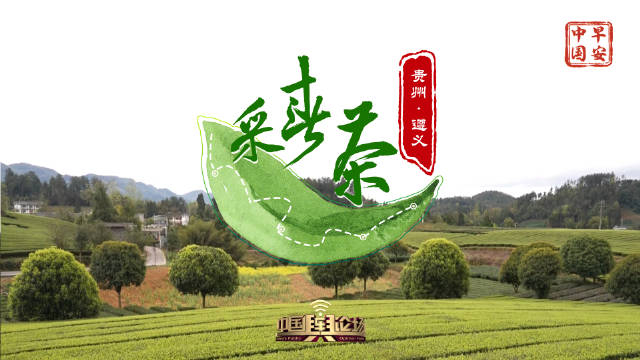 春来漫思茶 遵义满城香__财经头条