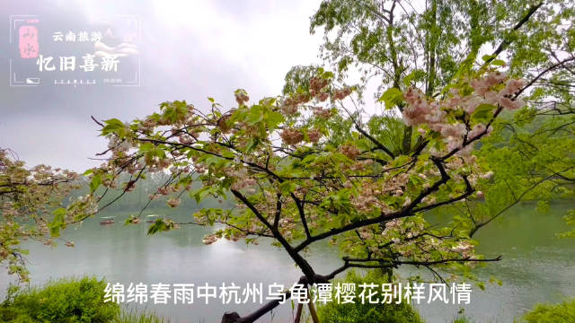 绵绵春雨中杭州西湖乌龟潭樱花别样风情