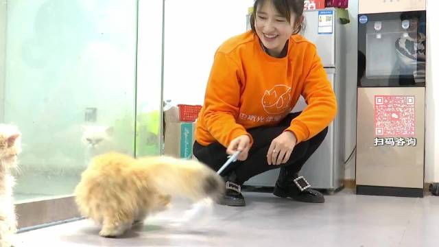 时刻那么怎样才算一名合格的宠物美容师呢那是必须是持证上岗67展开