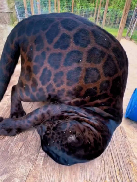 给野生动物园里的大猫们吸猫薄荷它们会有啥反应