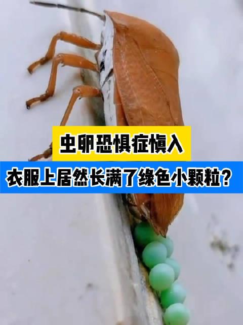 衣服粘了一粒一粒虫卵图片