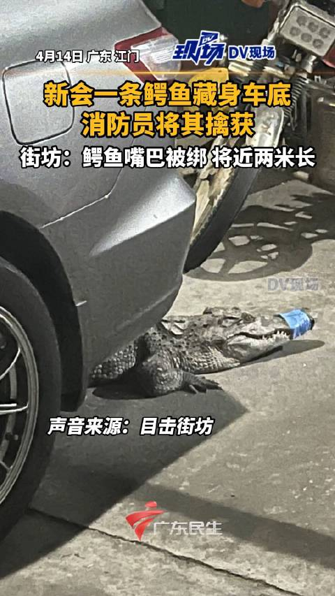新会一条鳄鱼藏身车底被擒获