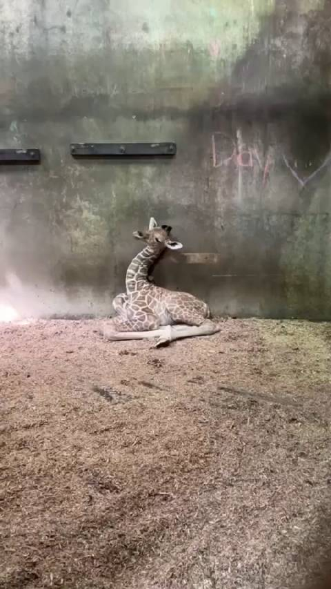 努力保持清醒的长颈鹿宝宝