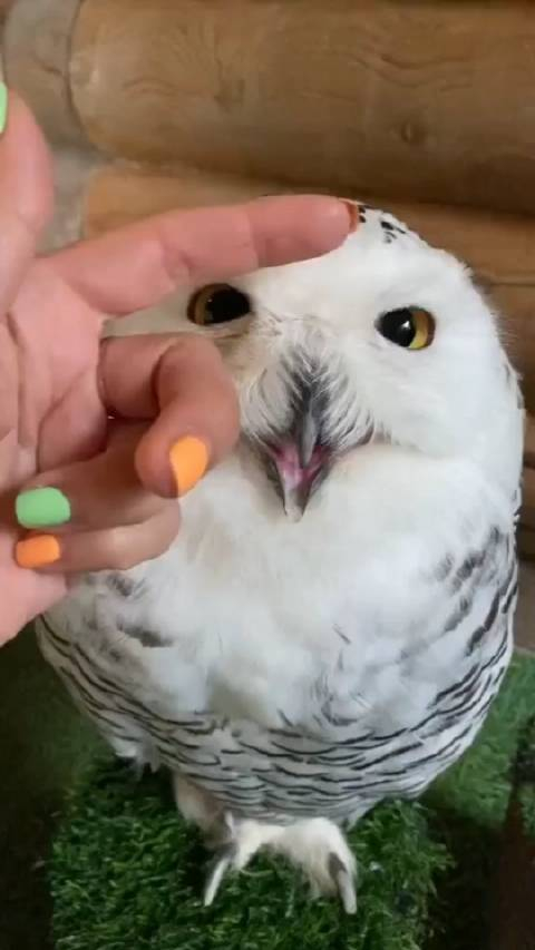 撸猫头鹰手感就是不一样舒服到猫头鹰表情眼睛眯起来了早安