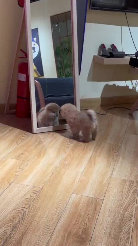 第一次照镜子的小柴和里面的自己对骂了起来