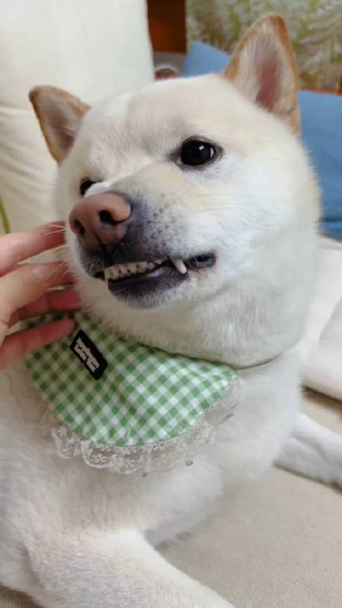 龇牙一巴掌让你清醒过来