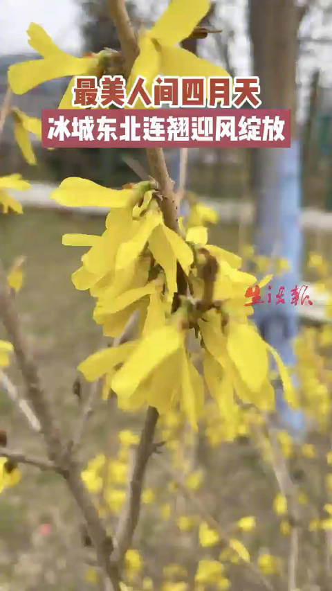 最美人间四月天冰城东北连翘迎风绽放