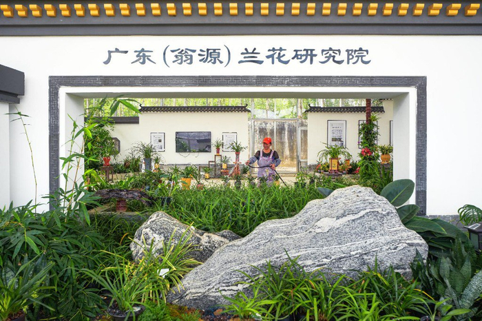 种植35万亩兰花韶关翁源科技兴兰加快培育新质生产力