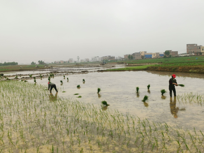 武鸣区仙湖镇按下春耕生产加速键写好农业生产新篇章