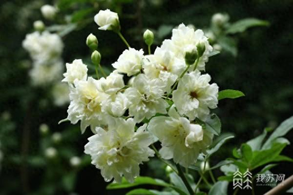 南京郑和公园木香花美不胜收