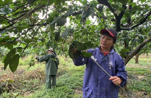 湖南江永10万亩柚花绽放果农授粉忙