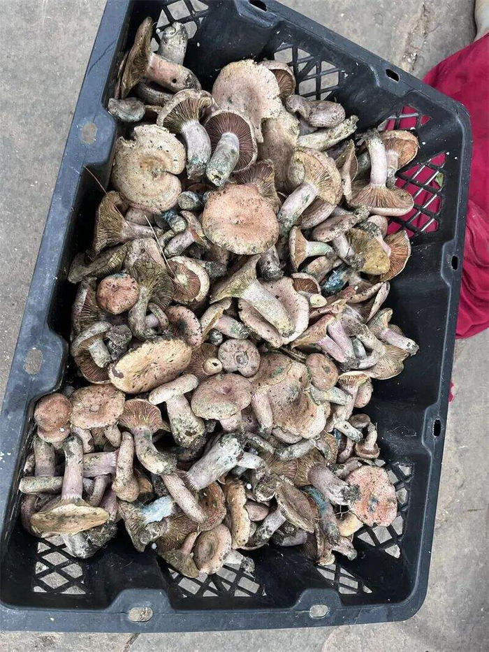 昆明野生羊肚菌价格"大跳水" 最低只要每公斤200多元|云南|羊肚菌