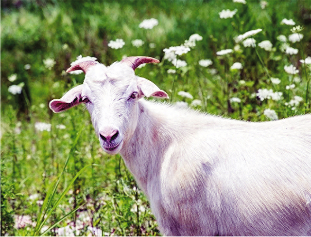 羊布氏杆菌病如何防控|流产_新浪新闻